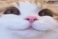 3 emote