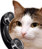 kiisu_phone emote