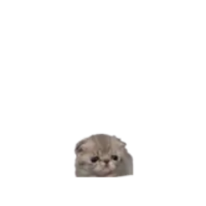 wigfoot avatar
