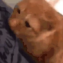 HUGGIES emote