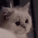 catcry animated emote
