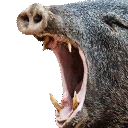 HOGCRAZY emote