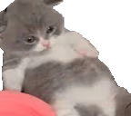 heEated emote