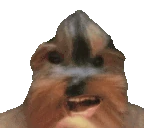 BBLookUp emote