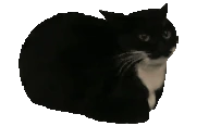 Marcelo emote