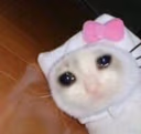 CE_sadcat8 emote