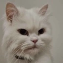 AngyCar emote