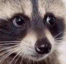RaccoonWhat emote