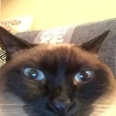 siamcat emote