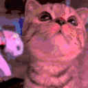 meoww animated emote