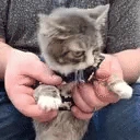 AlrightForcedToDance emote