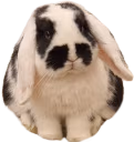 bunnysit emote