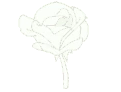 FlowerWhite emote
