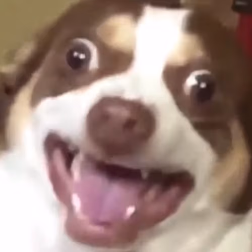 Dog_laugh emote