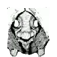 gifTG_Boop emote