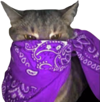 purple_bandana_cat emote