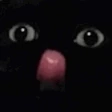 silly_cat emote