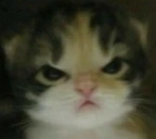 rage emote