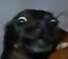 CACHORROPUTO emote