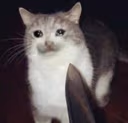 CE_sadcat7 emote