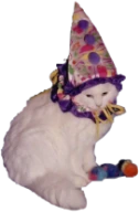 clown_cat emote