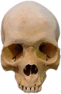Skull_irl emote
