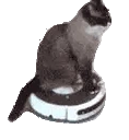 ZOOMIN emoji
