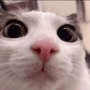 plinkplink emote