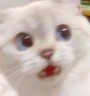 catwaitwhat emote
