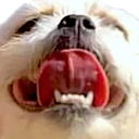 goodboy emote