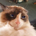CE_SadCat4 emote