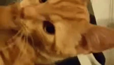 ssaczyk emote