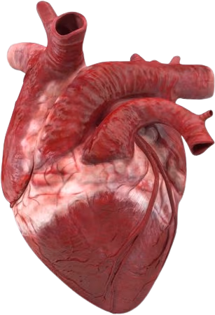 flesh_heart emote
