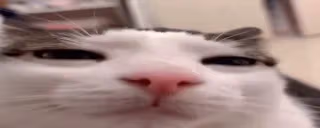 plinkstimemachinebrokeandnowplinkisfrozenintimeforeverandcantmov emote