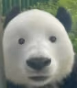 Panda emote