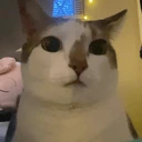 gulp emote