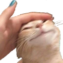 catpat emote