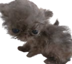 Larry emote