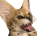 sogchamp emote