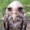 wet_owl emote
