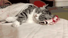 gn emote