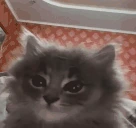 stare emote