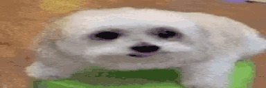 DogLookingSussyAndScared emoji