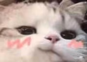 naisu emote