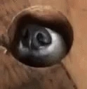 snoffer emote