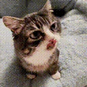 AlrightAsk emote