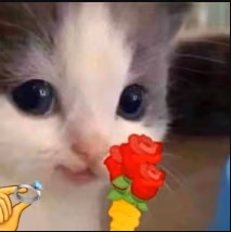 Cat_propose emote