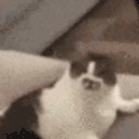 catLick emote