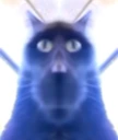 bor emote