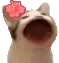 popCat emote